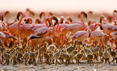 Avtours - Safaria Kenia