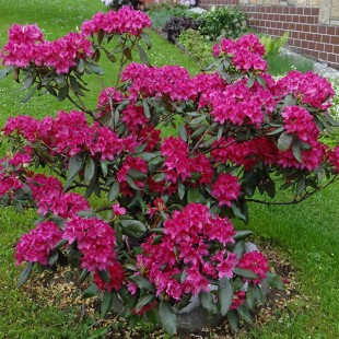 Rhododendron-bestellen.nl - Rhododendron