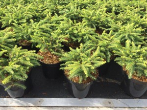 taxus-bestellen.nl - taxus bestellen