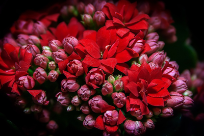 Verfraai je tuin met een kleurrijke Kalanchoë blossfeldiana